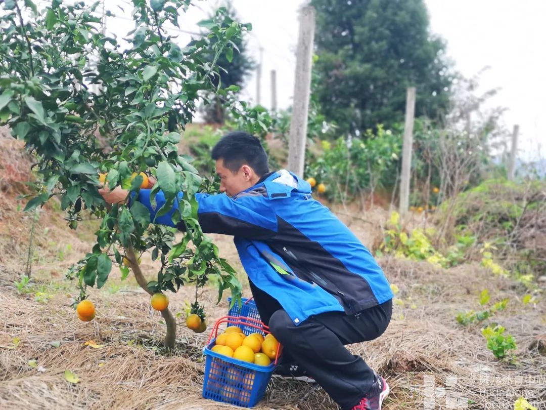 走走泰顺，为让乡村振兴更顺——省黄龙体育中心青年干部叶初晓下乡记(图4)