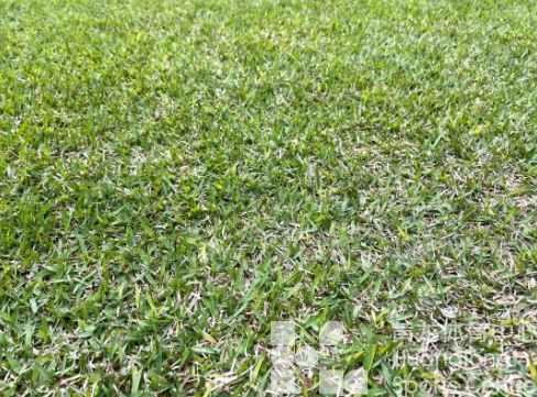 蓄力整个冬天的绿，等超级杯来“燃场”(图3)