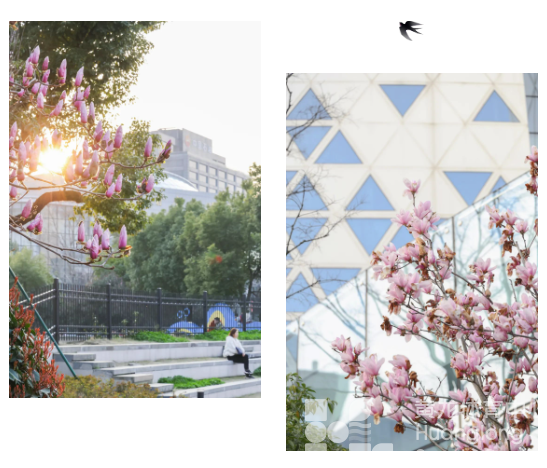 又双叒叕获奖！春天来黄龙打卡，赢取惊喜好礼(图5)