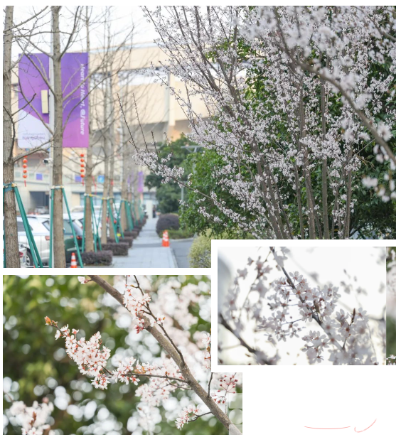 又双叒叕获奖！春天来黄龙打卡，赢取惊喜好礼(图6)